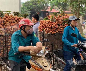 Lập vòng vây kiểm soát, bảo vệ vùng vải thiều 7.000 tỷ