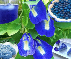Thứ hoa rụng đầy bờ rào giờ được tiểu thương chợ mạng bán giá gần nửa triệu đồng/kg