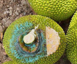 Ngửi mít thuê, nghề kỳ lạ hiếm có ở Việt Nam