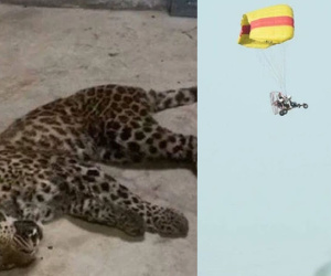 Báo gấm xổng chuồng nhưng tìm mãi không ra, sở thú bèn thả 100 chú gà và 1000 chiếc drone đi tìm