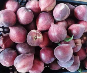 Đào lạ đỏ thẫm tràn về chợ, giá cao vẫn đắt hàng