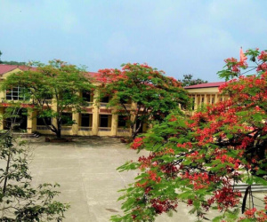 Hoa phượng nở rực rỡ nhưng sân trường vắng bóng học trò