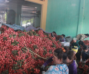 Nông sản ùn ứ vì COVID-19, Bắc Giang 'kêu cứu' Thủ tướng