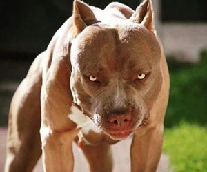 Vụ người đàn ông bị chó pitbull cắn chết trong quán cà phê ở Long An: Chủ chó phải chịu trách nhiệm thế nào?