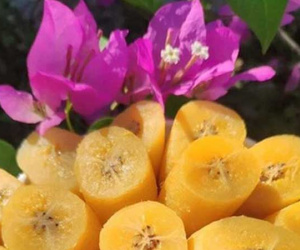 Trồng loại cây nắng hay mưa cũng lớn nhanh như thổi, cuối năm đút túi trăm triệu tiền lời