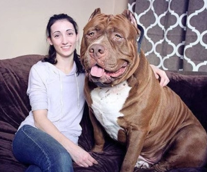 Mang đặc điểm 'nguy hiểm chưa từng thấy ở các giống chó khác', chó Pitbull bị cấm ở bao nhiêu quốc gia?
