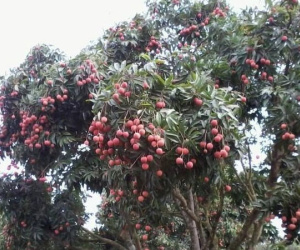 Người đàn ông trèo cây vải hái quả không may ngã tử vong, để lại vợ mang thai và 2 con nhỏ