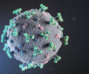 Covid-19 chưa chấm dứt, giới khoa học đã cảnh báo chủng virus corona mới, nguồn lây có thể là loài động vật thân thuộc