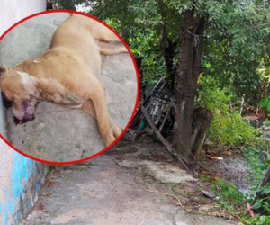 Thông tin bất ngờ vụ chó pitbull cắn chết người ở Long An: Chủ chó có sở thích nuôi động vật 'lạ', đêm xảy ra vụ việc có tới 2 con pitbull