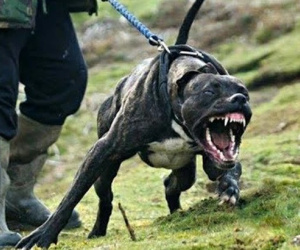 Những con số gây sốc về Pitbull ở Mỹ: Cắn chết chủ nhân lẫn người lạ, thậm chí còn... ăn thịt nạn nhân