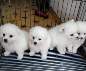 Chỉ 8 triệu đồng, 2 năm làm chơi ăn thật chàng sinh viên mua nhà Hà Nội