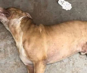 Người bị chó Pitbull cắn chết ở Long an vẫn chưa có ai đến nhận thi thể