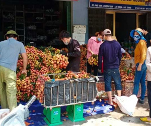 Bắc Giang: Xác minh thông tin vải bị 'ép giá' từ 8.000đ xuống còn 2000đ/kg