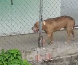 Con trai 2 tuổi bị chó Pitbull cắn trọng thương, bố lao vào giải cứu cũng bị cắn đứt lìa 1 đốt ngón tay