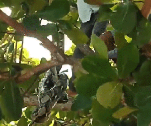 Clip: Trăn xuống núi 'cố thủ' trên cây bàng bị vây bắt, nhìn kích thước to như bắp tay người lớn khiến ai cũng rùng mình