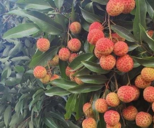 Vải chín đỏ đường ở Bắc Giang