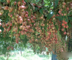 Cây cổ thụ nghìn quả đỏ hồng từ gốc tới ngọn: Đại gia xin mua, cụ chủ lắc đầu