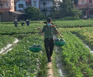 Nắng nóng gay gắt, công an Bắc Giang phơi mình giúp người dân thu hoạch dưa hấu