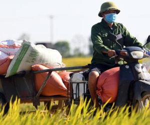 Ảnh: Tình nguyện viên đội nắng thu hoạch lúa cho người dân nơi tâm dịch Thuận Thành, Bắc Ninh