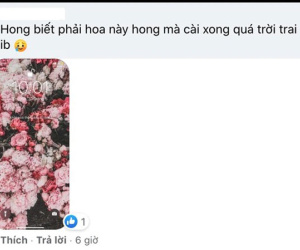 Trò mới hot hit của Gen Z: Cài ảnh hoa mẫu đơn làm hình nền điện thoại để... mau có bồ