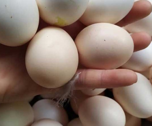 Bí quyết đi chợ đầu mối, một triệu đủ đồ ăn cả tuần cho 6 người