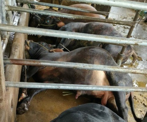 Sau cú nổ lớn, đàn bò giống hàng trăm triệu đồng ngã chết hàng loạt