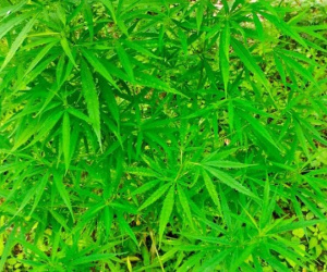 Phát hiện vườn cần sa rộng 3.000m2 ngoài bãi giữa sông Hồng của người nước ngoài