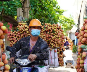 Ưu tiên tiêm vắc xin cho các lái xe, thương lái thu mua nông sản