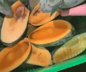 Mua cả chục kg xoài mà quả nào cũng thối hết dù bên ngoài rất 'đẹp mã', dân mạng thi nhau tranh cãi về lý do thật sự phía sau