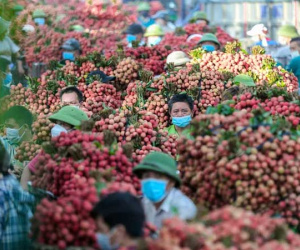 CLIP: Người dân Lục Ngạn tấp nập đi bán vải, nhiều tuyến đường tắc cứng