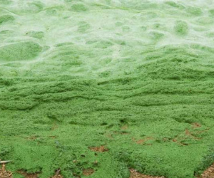Xuất hiện 'virus bí ẩn' khiến 48 người nhiễm, 6 người tử vong sau khi ảo giác và suy giảm nhận thức