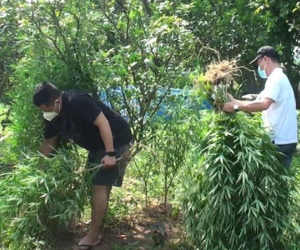 Lai lịch người đàn ông Pháp trồng cả vườn cần sa ở bãi giữa sông Hồng