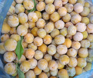 Mận tam hoa mất giá quá nửa, mòn mỏi chờ thương lái tới mua