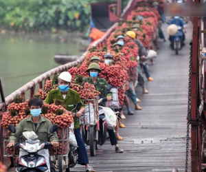 Bắc Giang: Kiếm tiền triệu từ việc đẩy xe chở vải lên dốc cầu phao trong mùa thu hoạch