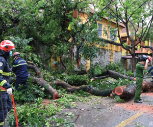 Hà Nội: Cây cổ thụ hàng chục năm tuổi bất ngờ bật gốc sau trận gió lớn, đè sập tường Tòa án nhân dân tối cao
