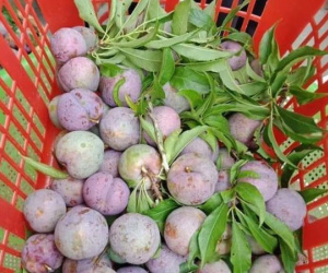 Mận tam hoa đặc sản 'rẻ thối' nhưng chẳng mấy người mua