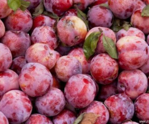 Tết Đoan Ngọ vì sao ăn mận để giết sâu bọ?