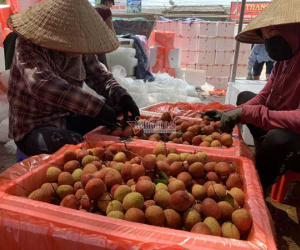 Mở lối riêng, Trung Quốc chuyển tiền chốt 3 vạn tấn hàng đặc sản