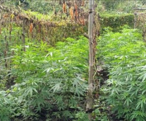 Phát hiện vụ trồng trái phép hơn 200 cây cần sa trong rẫy cà phê