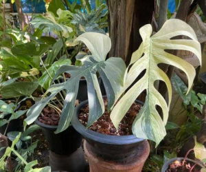 Sốc: Mua cây Trầu bà 'đột biến' giá gần 300 triệu được 3 tháng thì chết khô, dân mạng bàng hoàng 'người lắm tiền thú vui cũng thật mạo hiểm'