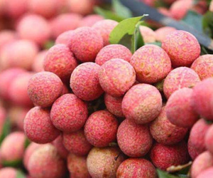 Vải thiều Thanh Hà 'đi máy bay' xuất khẩu sang Pháp, có giá 500.000 đồng/kg