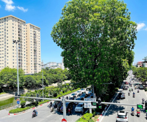 Chênh lệch nhiệt độ giữa đường 'xanh mát' và phố vắng bóng cây tại Hà Nội