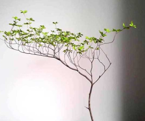 Hà thành mùa lạ, tranh nhau mua cành cây khẳng khiu, toàn lá giá tiền triệu