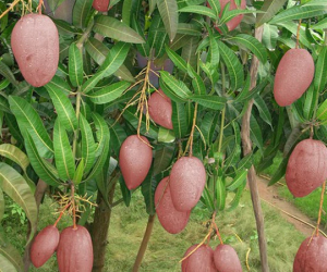 Lần đầu thấy trái xoài màu hồng có ngoại hình 'béo núc ních' ở Việt Nam, thanh niên lên mạng hỏi giống gì thì bị 'doạ' đến xanh mặt