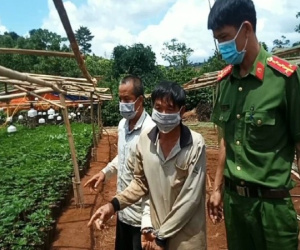 Từ TP.HCM lên Tây Nguyên trồng cần sa thuê thì bị bắt
