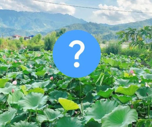 Thấy hàng xóm có đầm sen đẹp quá, hai người phụ nữ rủ nhau sang chụp hình sống ảo, tới lúc xem ảnh mới giật mình vì điều này