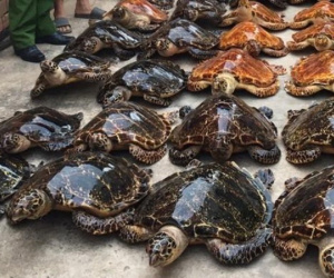 22 năm tù cho 2 đối tượng buôn bán tiêu bản rùa biển