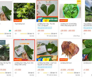 Thứ lá bình thường, bỏ đi ở Việt Nam bỗng nhiên được săn mua giá cao