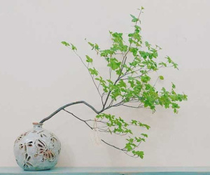 Chị em đua nhau săn lùng cành cây như 'bẻ từ ngoài vườn', giá bạc triệu vẫn đắt hàng