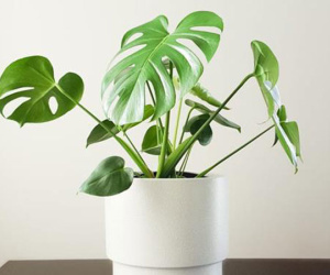5 loại cây này trồng trong nhà sẽ giúp gia chủ khỏe mạnh vượt qua mọi dịch bệnh